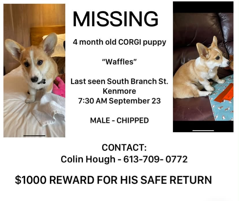 Lost Dog in Kenmore