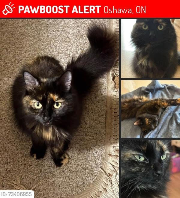 Lost Cat in Oshawa
