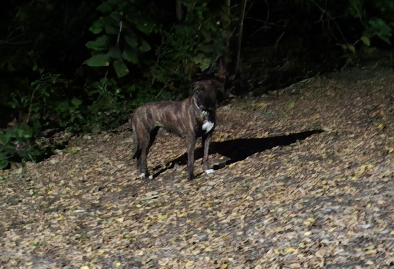 Found dog