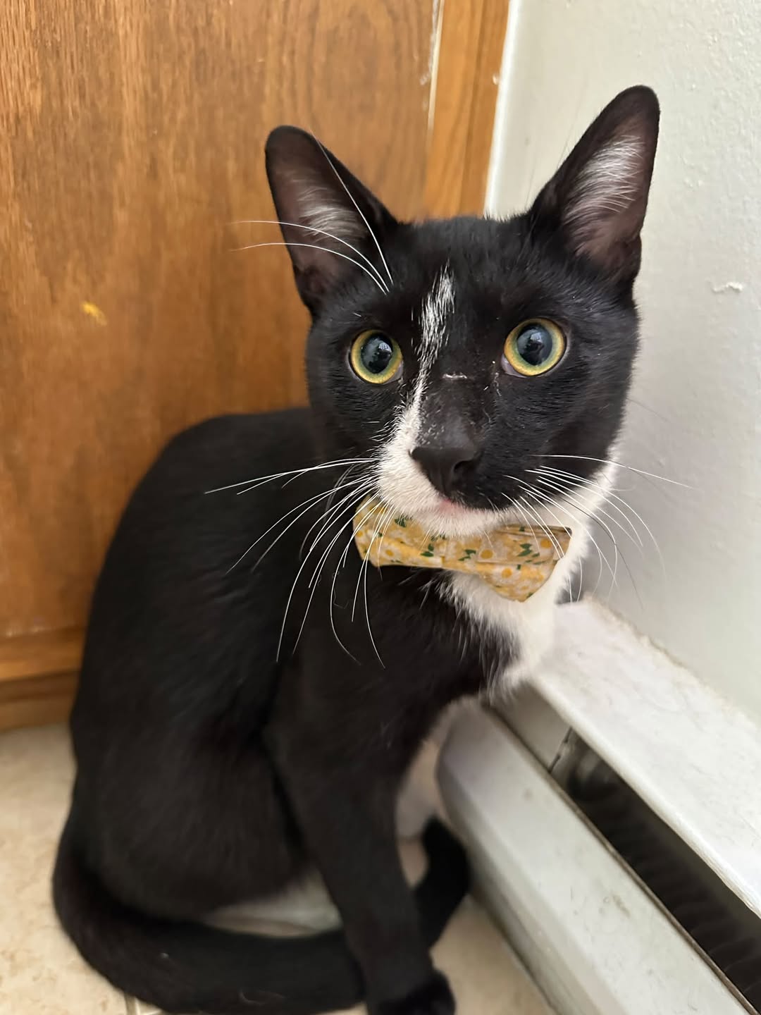 Found cat