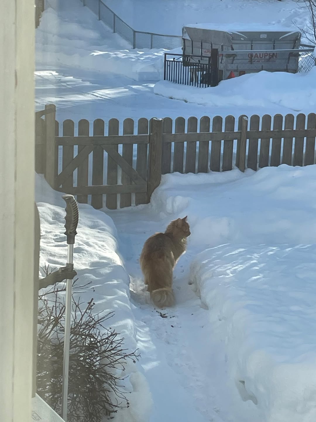 Found Cat in Hamar