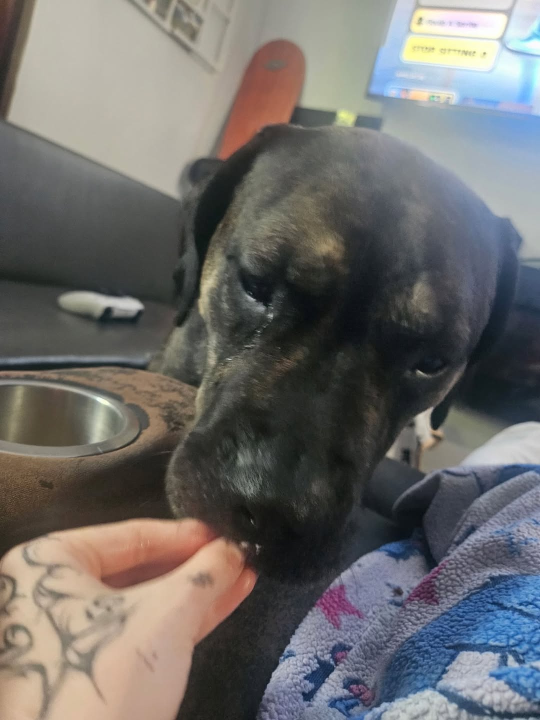 Lost Dog in London