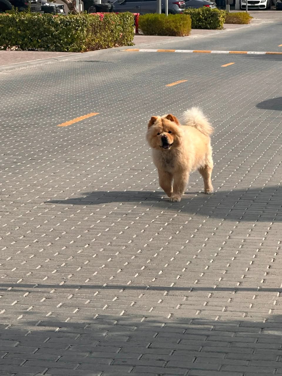Found dog