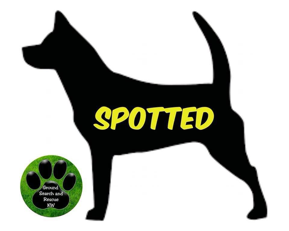 Found dog
