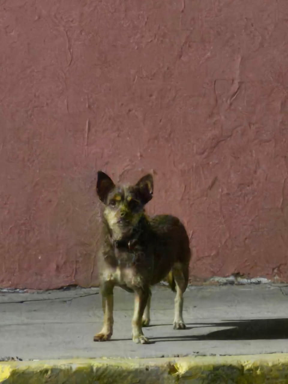 Found dog
