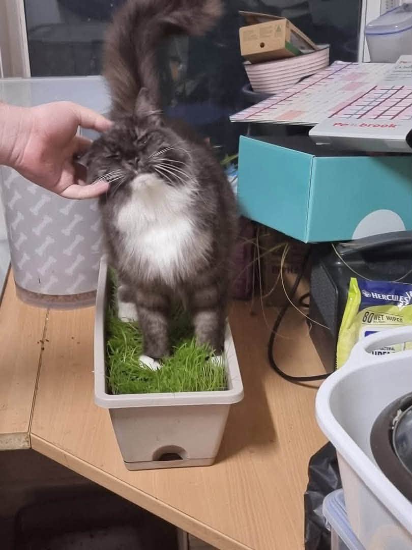 Lost Cat in Melbourne