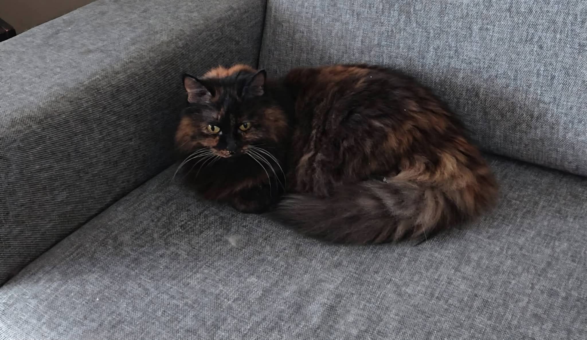 Lost Cat in Narvik
