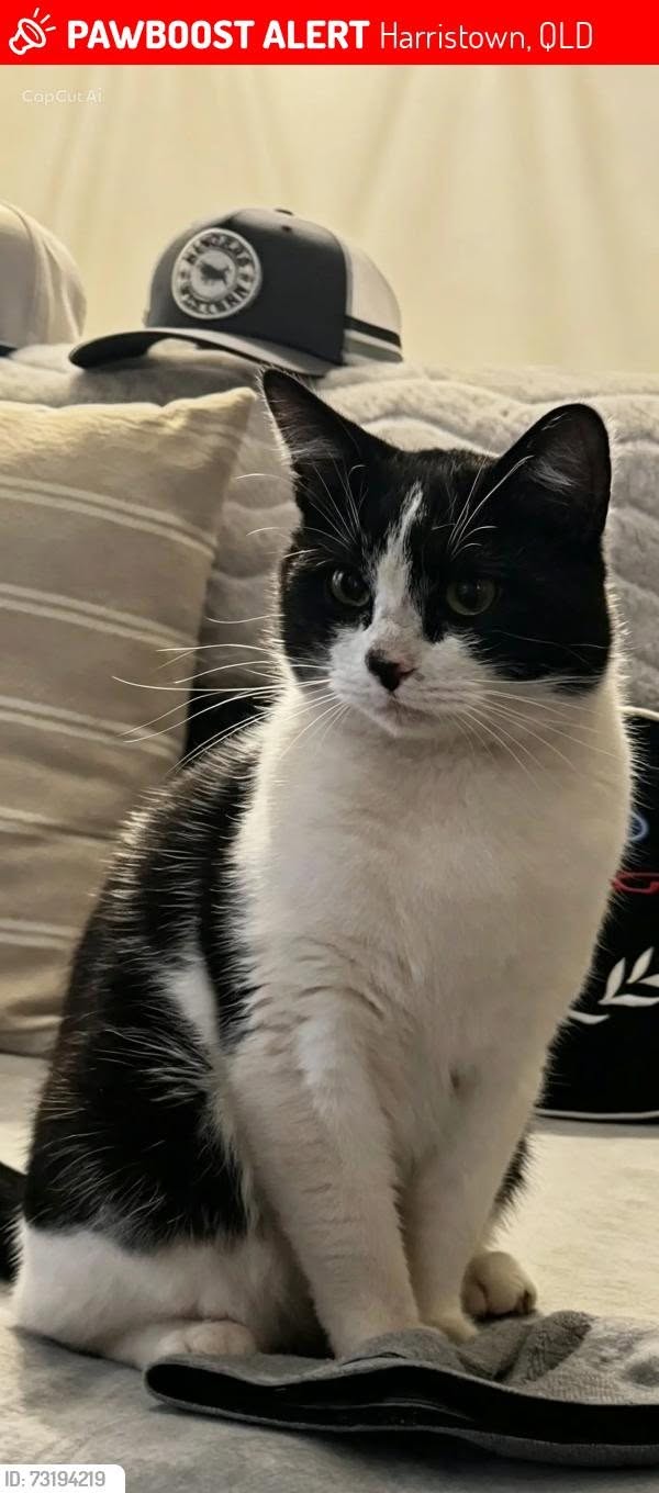 Lost Cat in Toowoomba