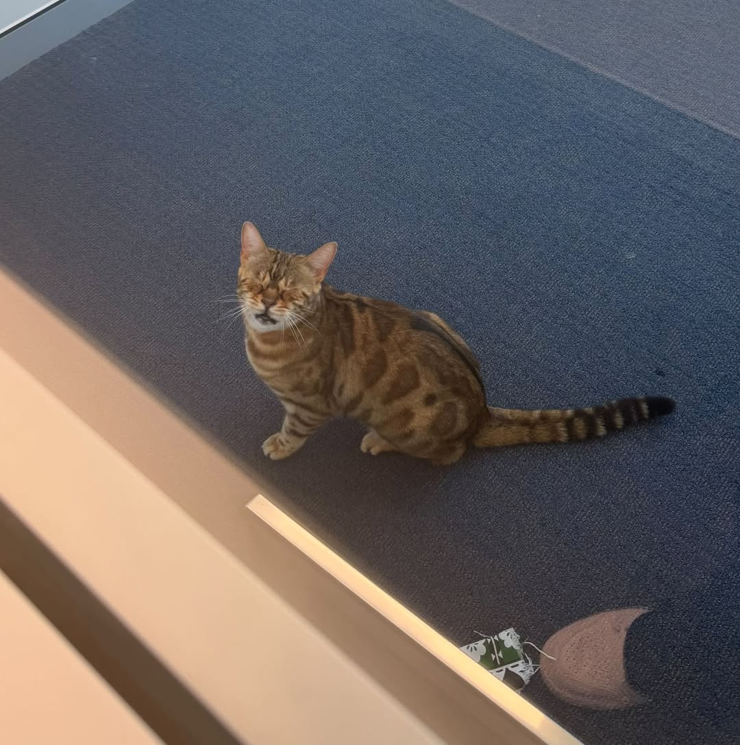 Found cat
