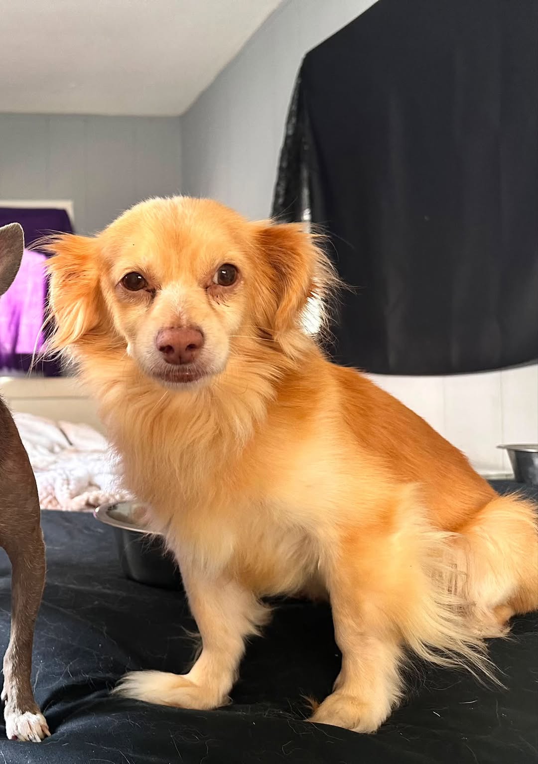 Lost dog