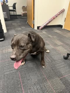 Found dog