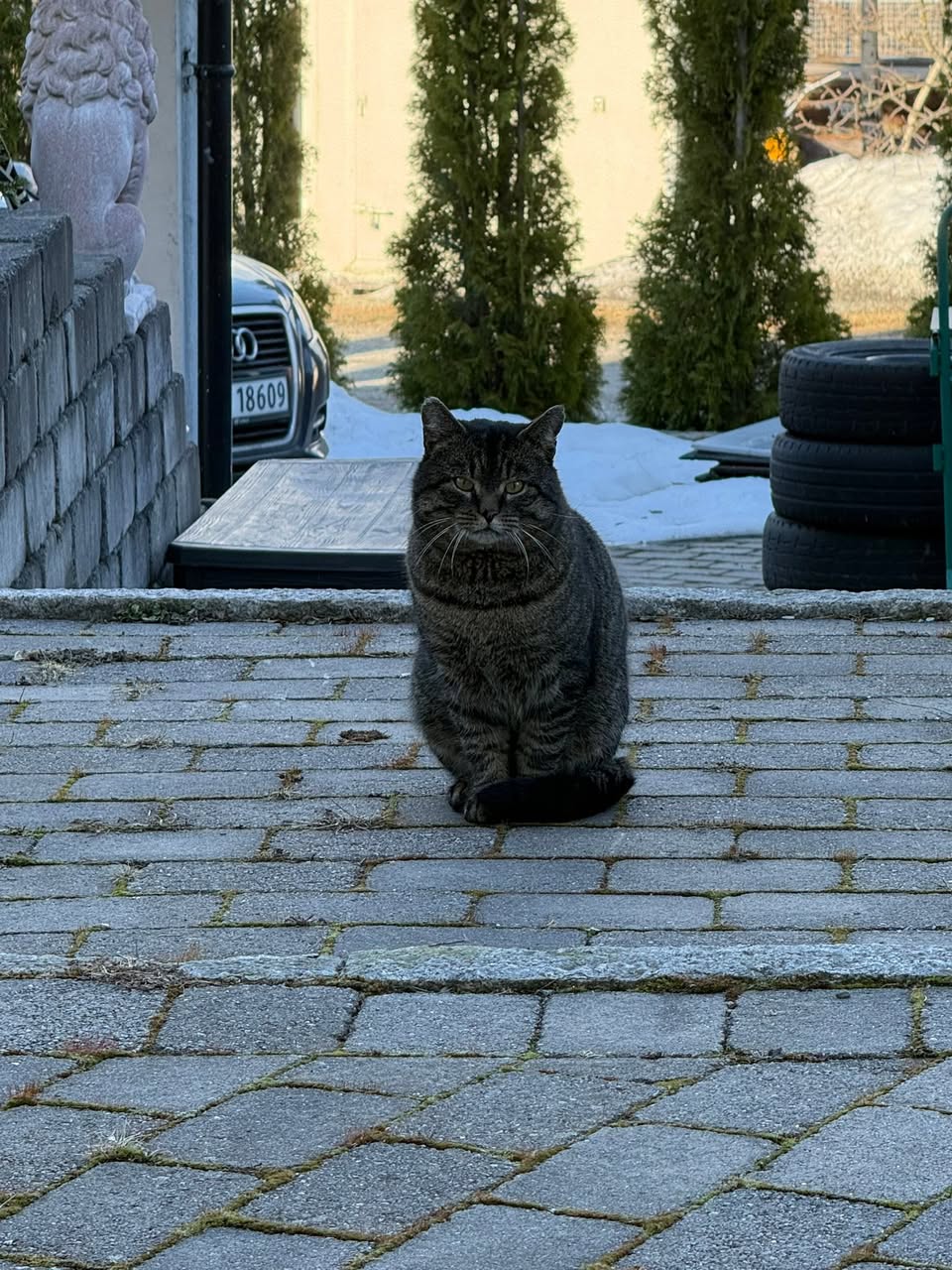 Found Cat in Hamar
