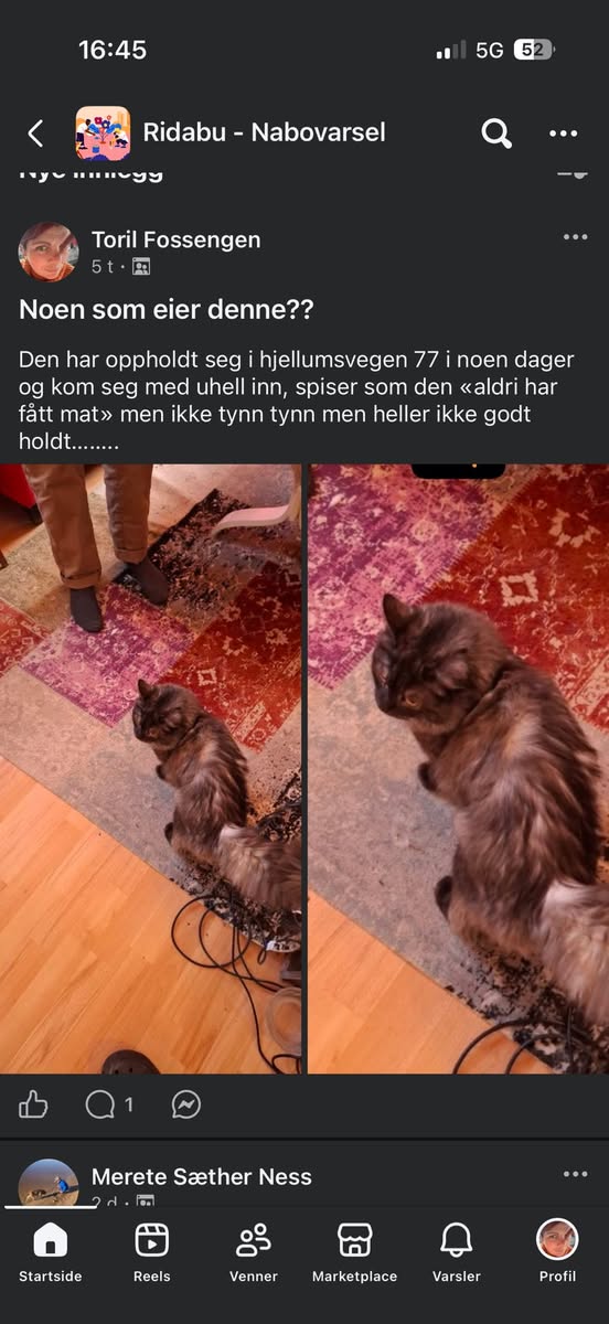Found Cat in Hamar