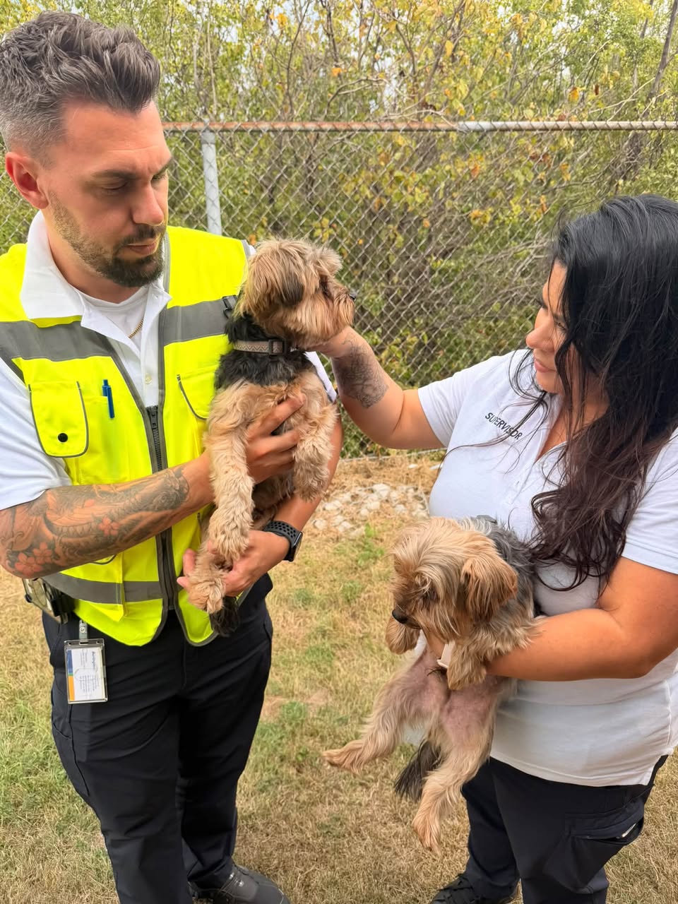 Found Dog in Burlington