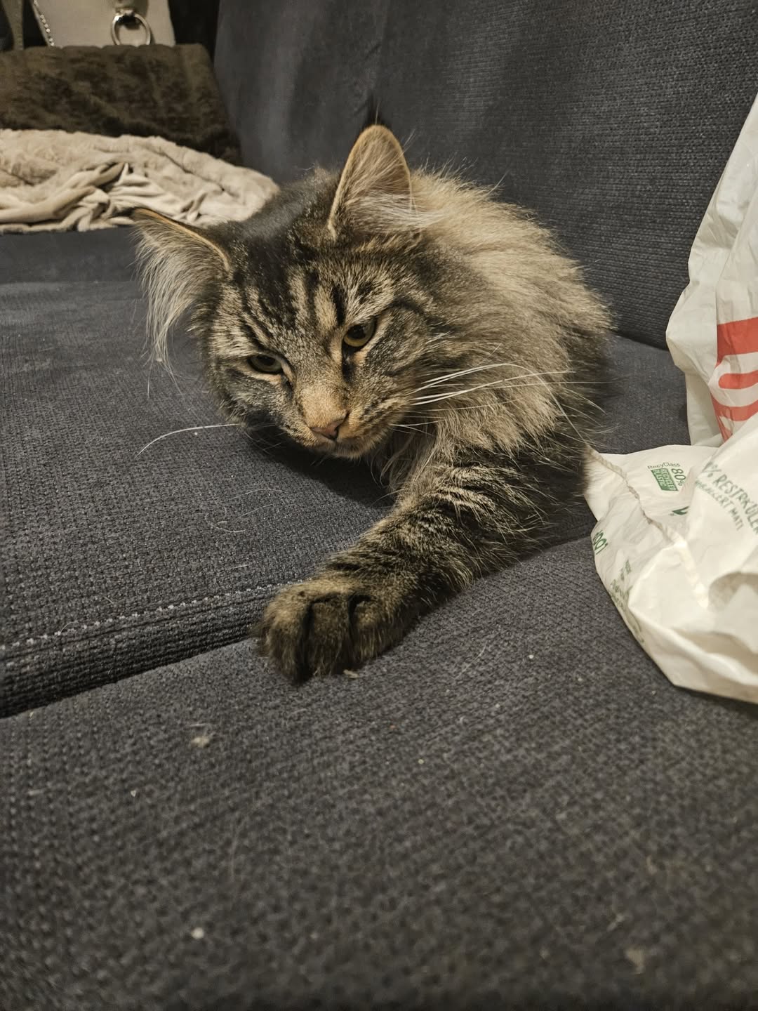 Lost cat