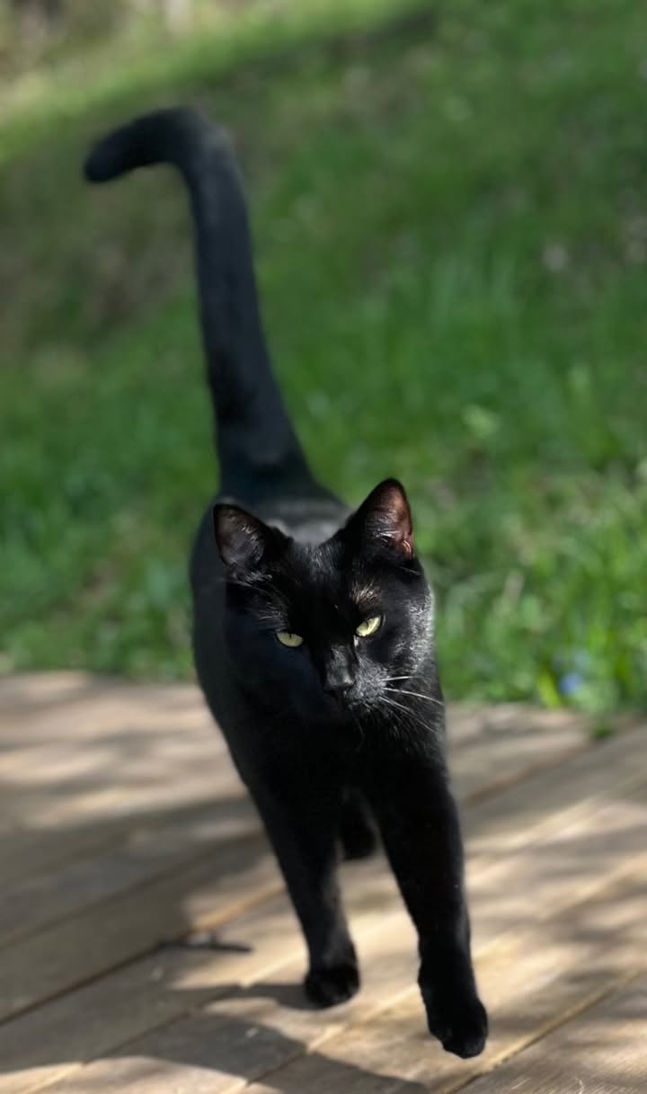Lost Cat in Furnes
