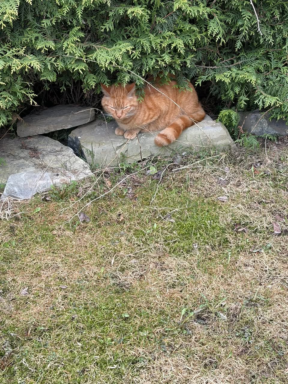Found cat