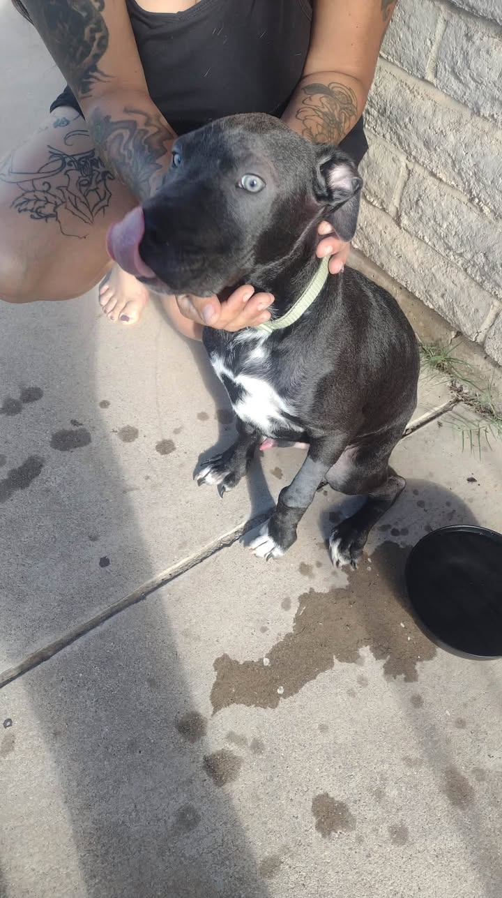 Found dog