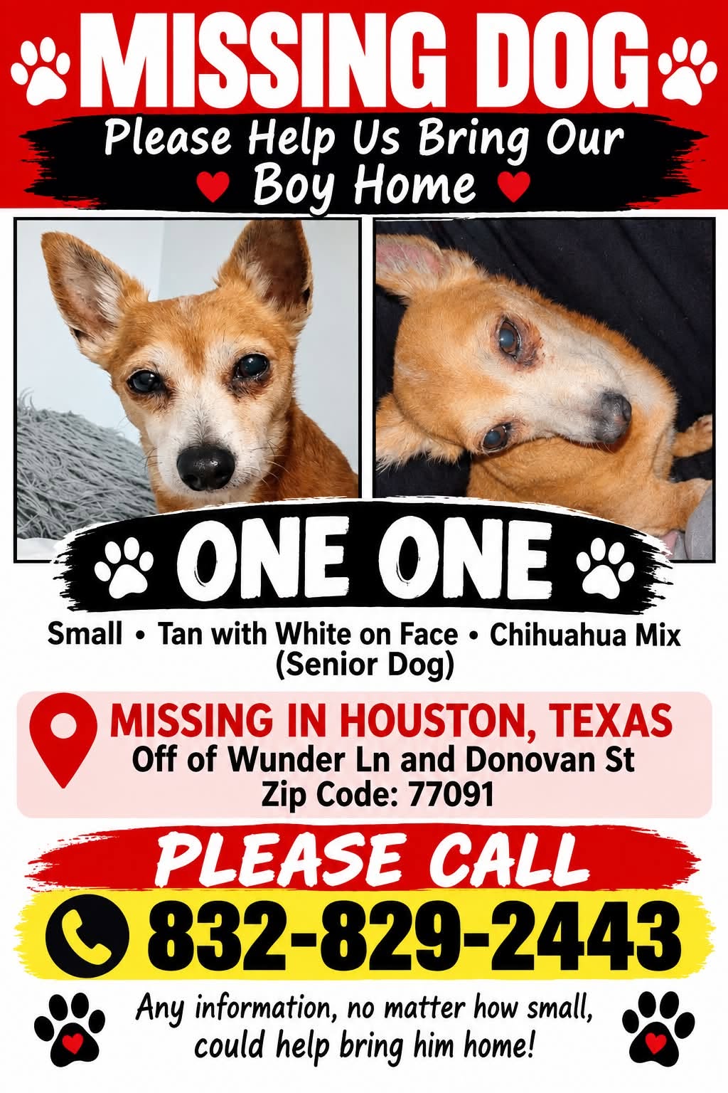 Lost dog