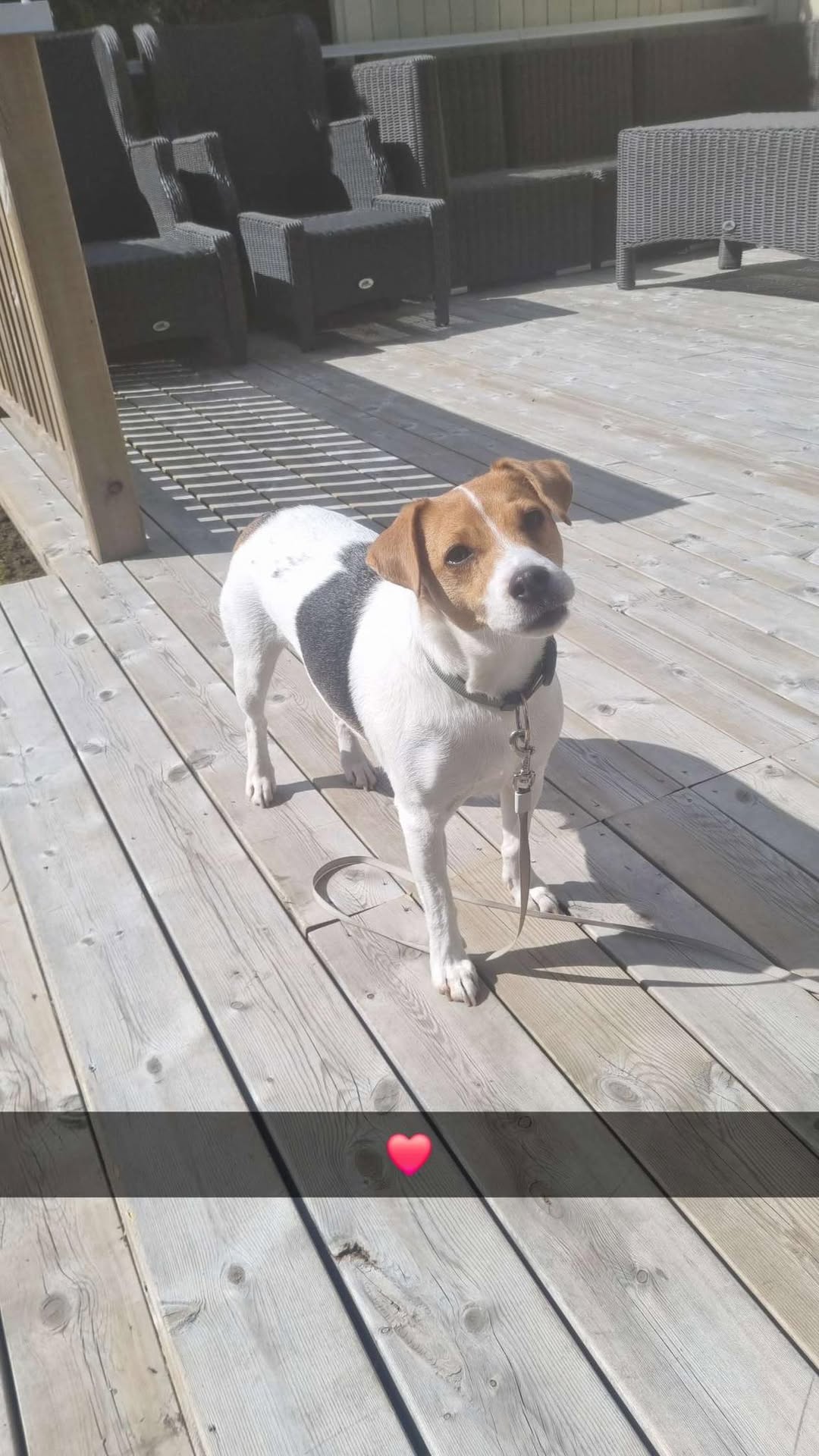 Lost Dog in Brumunddal