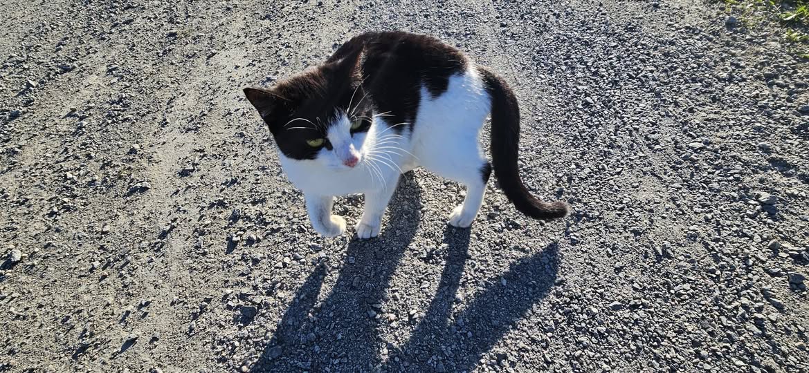 Found Cat in Hamar