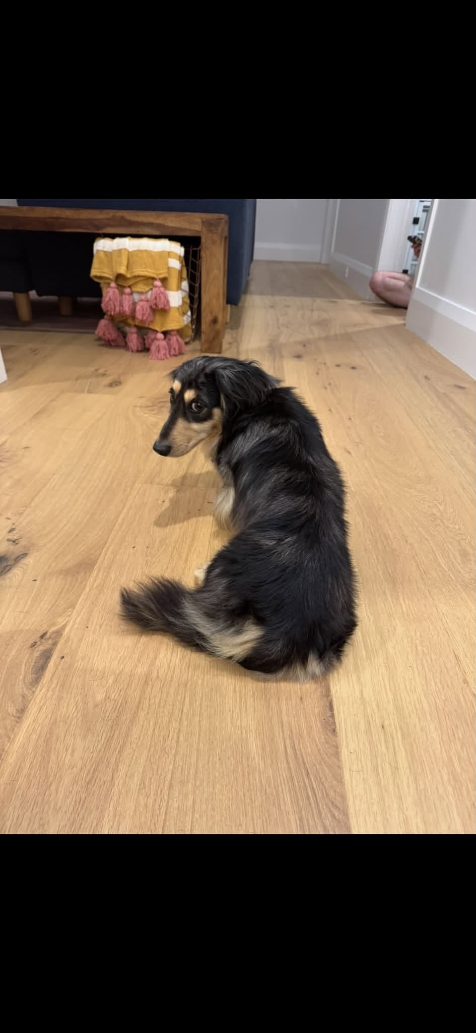 Lost dog