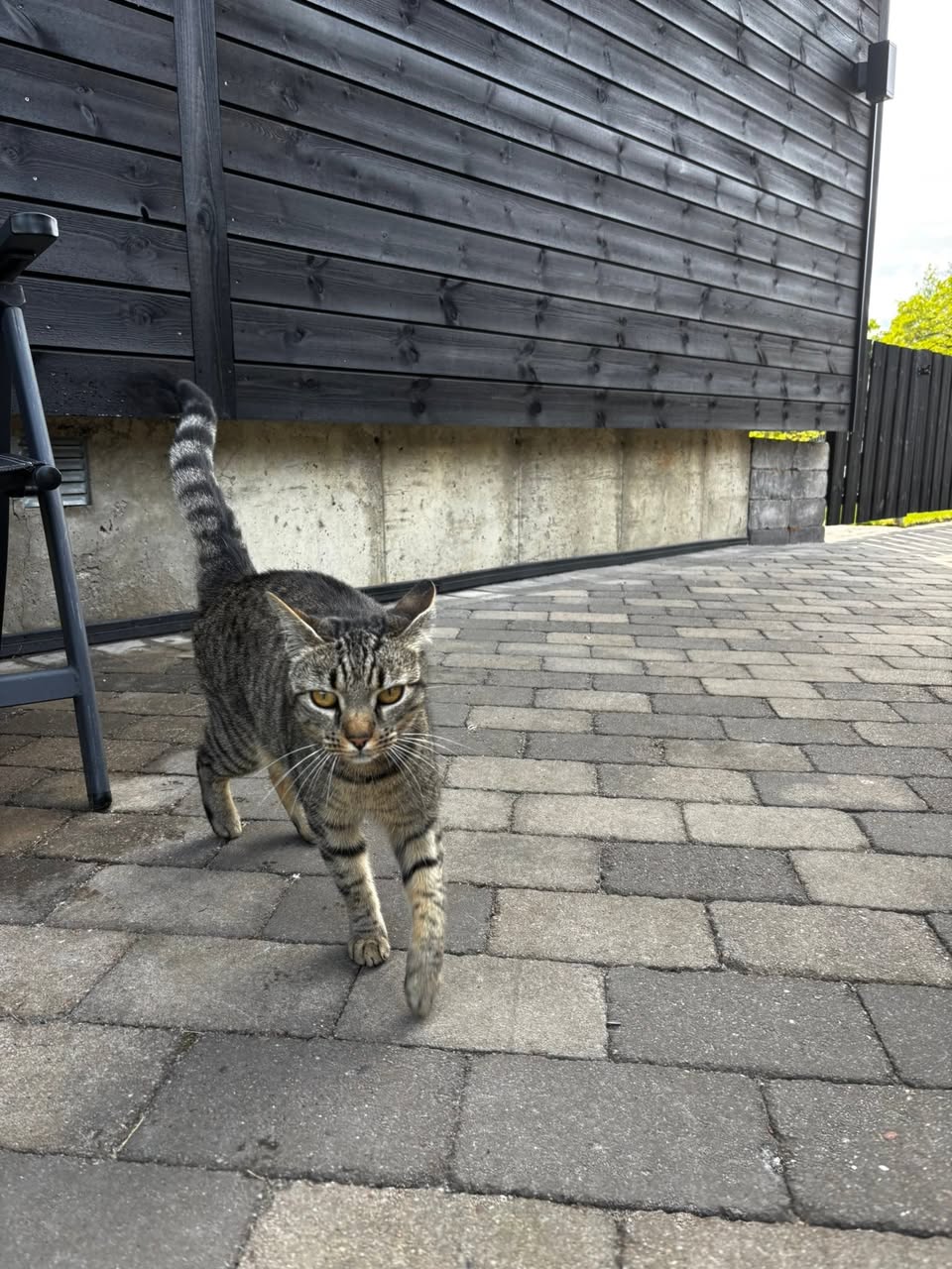 Found Cat in Hamar