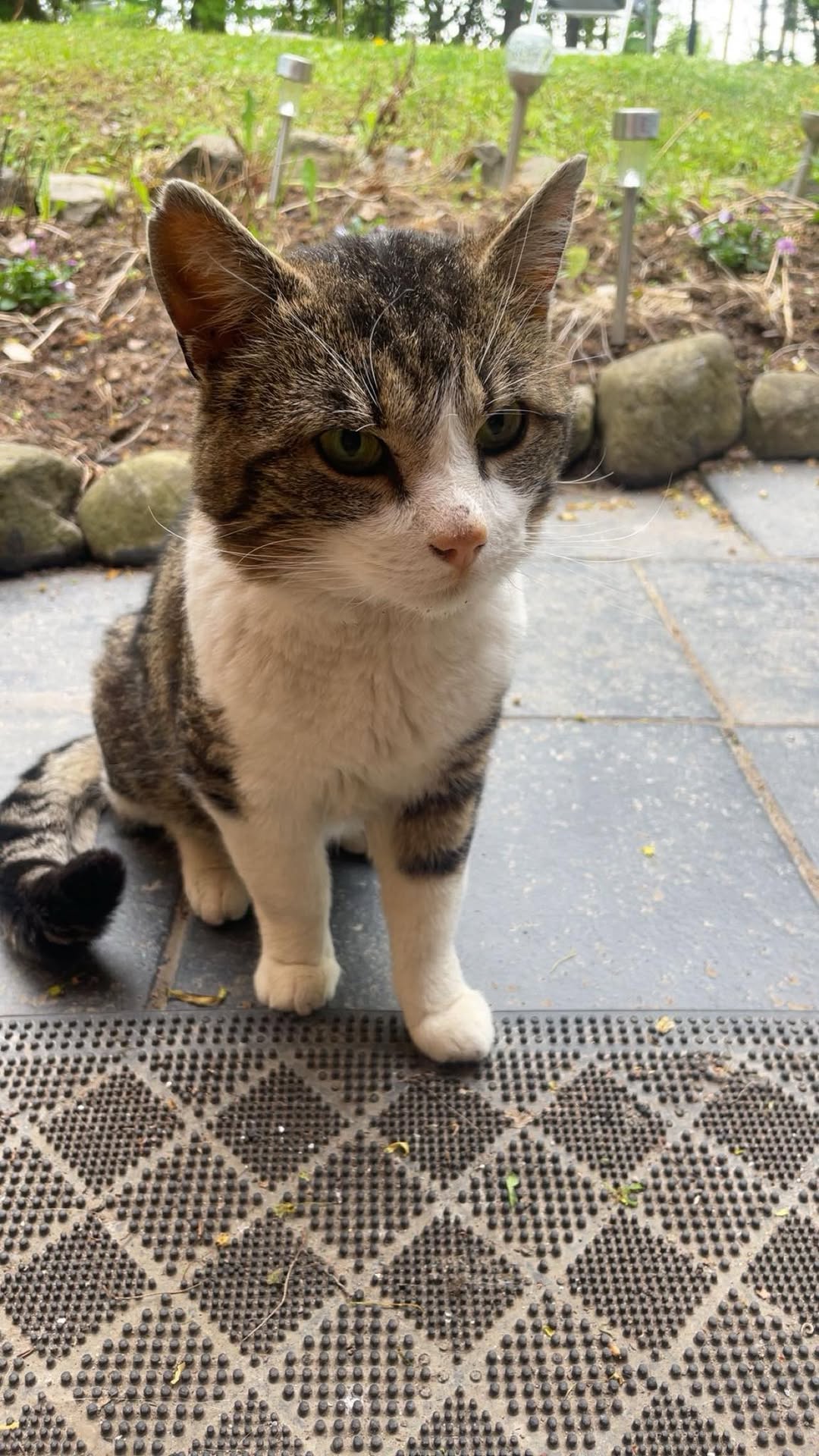 Found Cat in Hamar