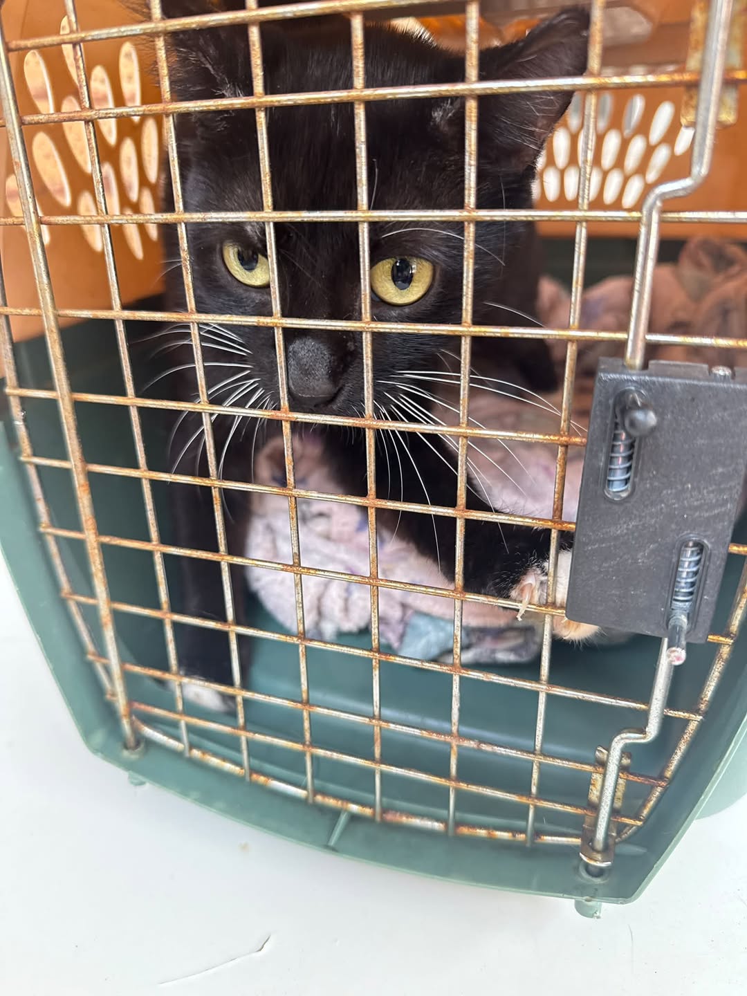 Found cat