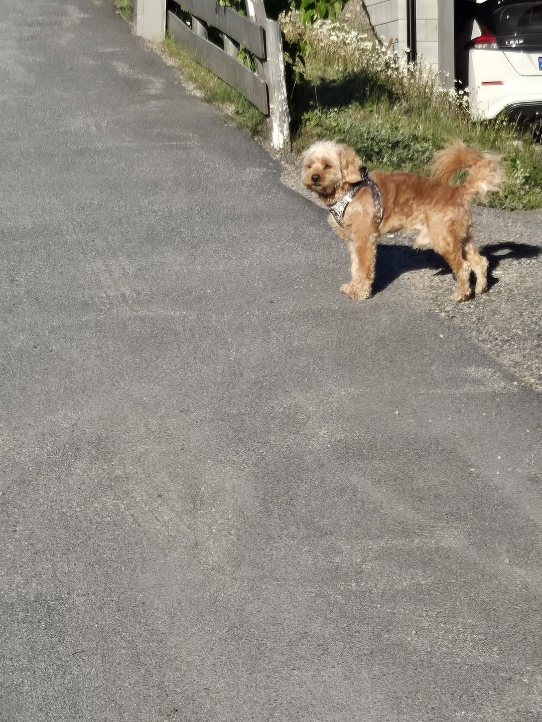 Found dog