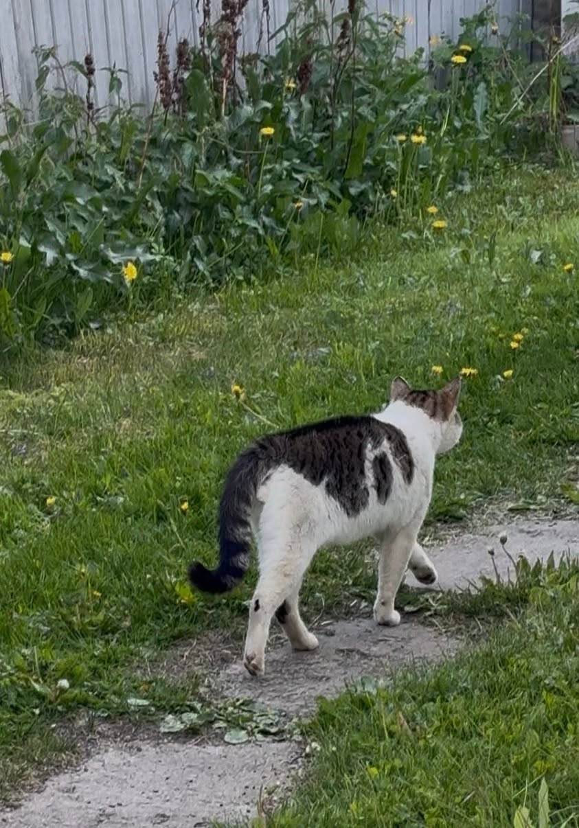 Found Cat in Hamar