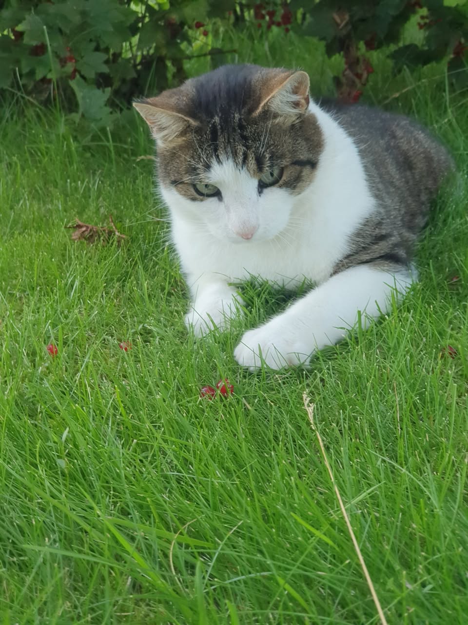 Lost Cat in Hamar