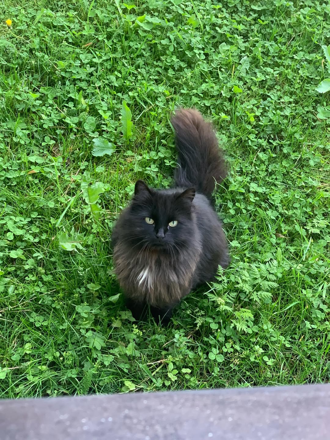 Found cat
