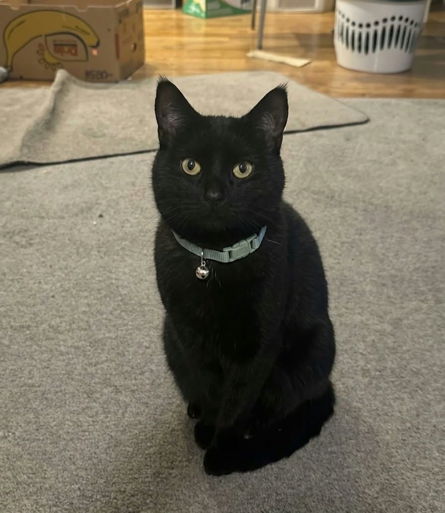 Lost cat