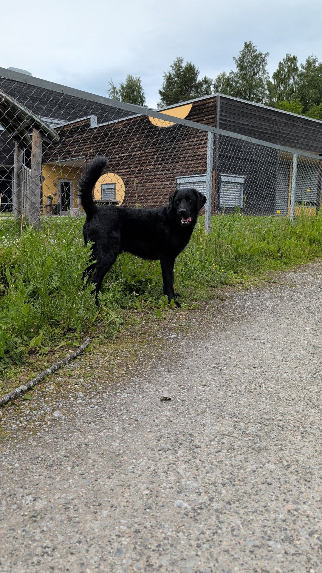 Found dog