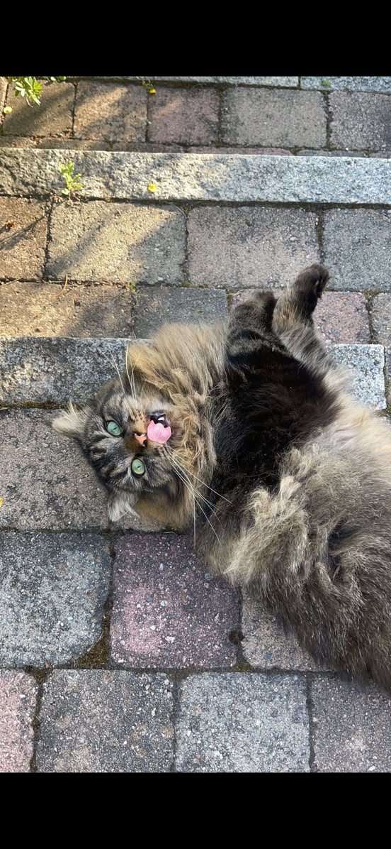 Lost Cat in Hamar