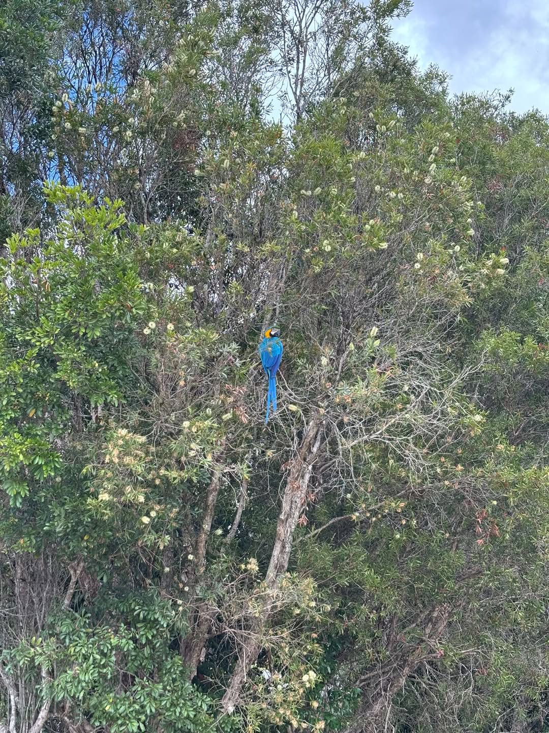 Found bird