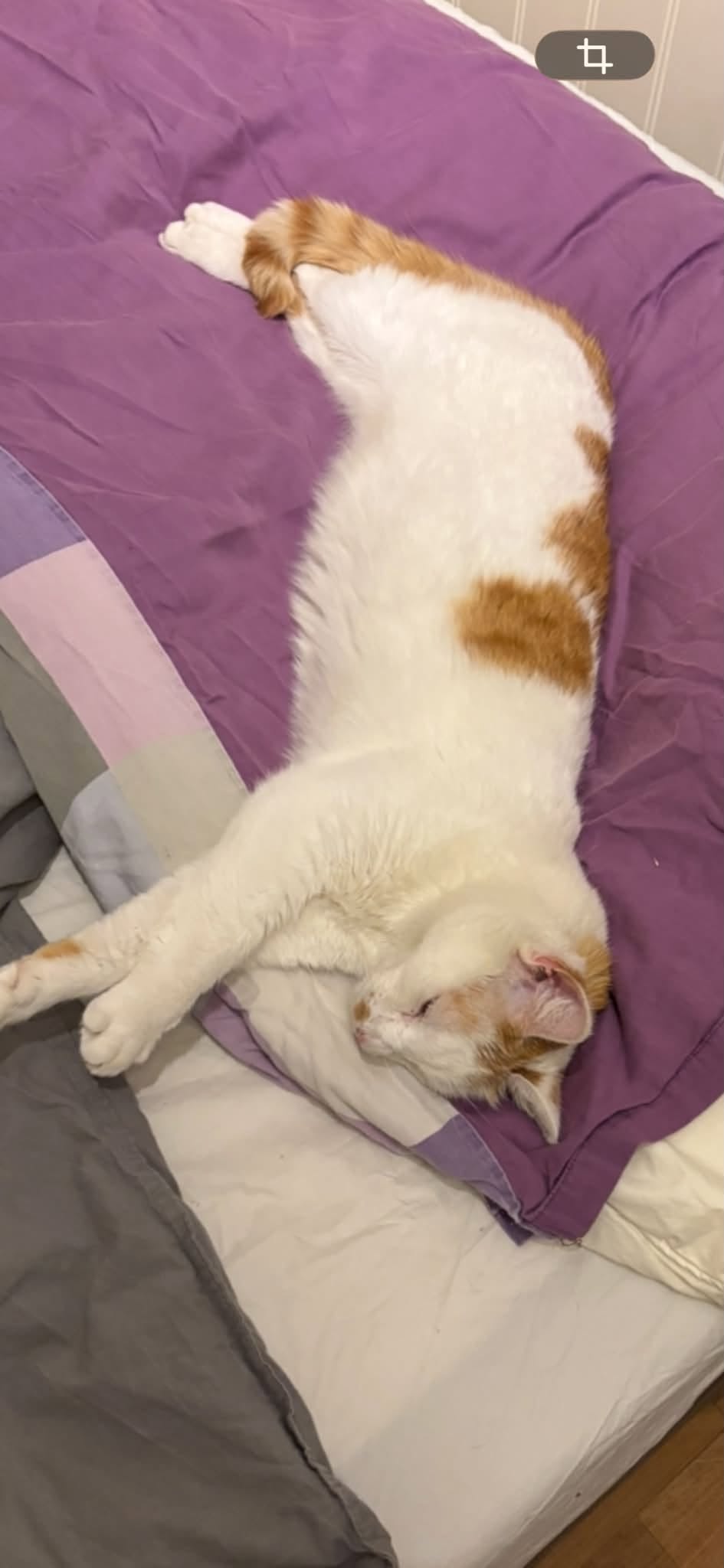 Lost Cat in Ottestad