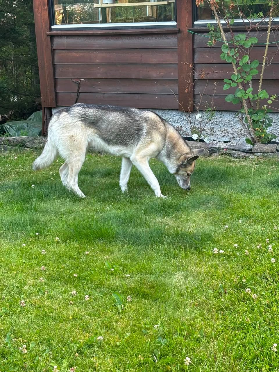 Found dog