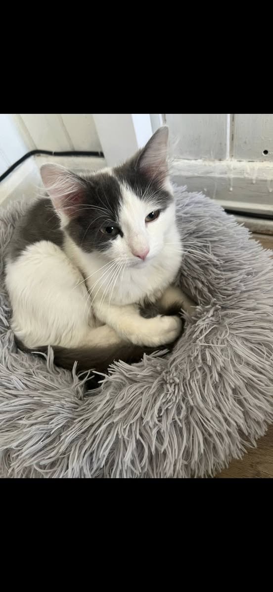 Lost Cat in Hamar