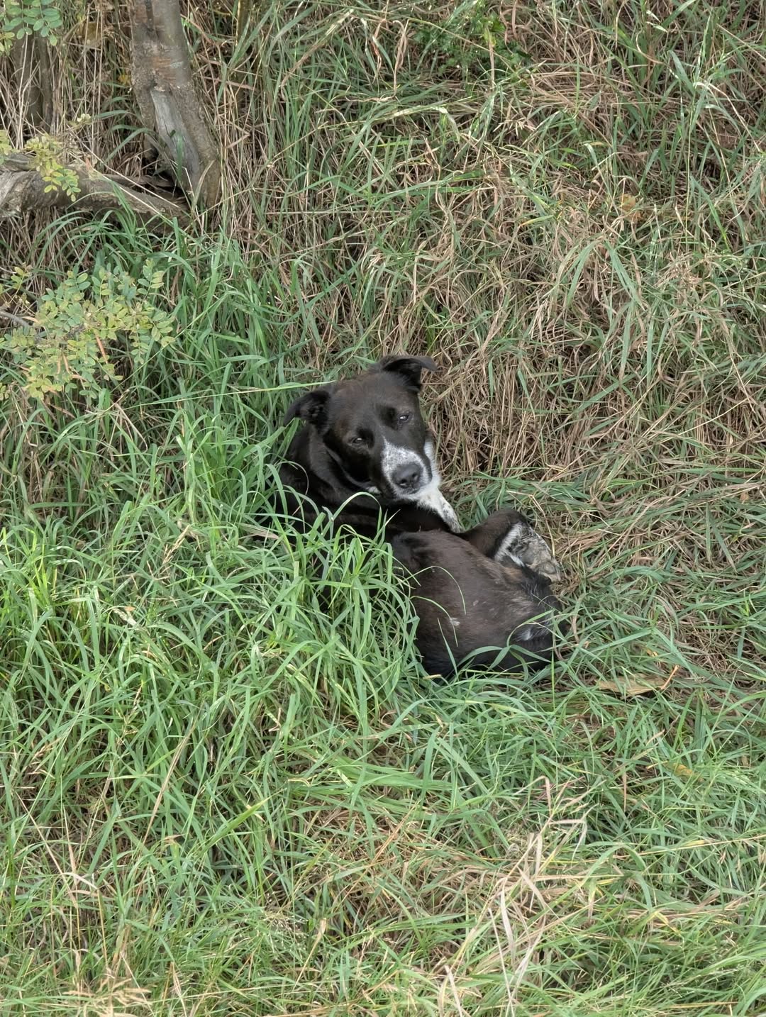 Found dog