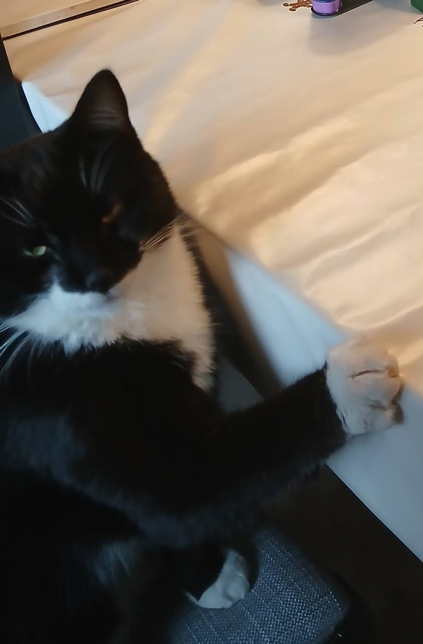 Lost cat