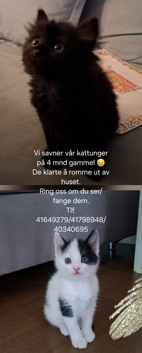 Lost cat
