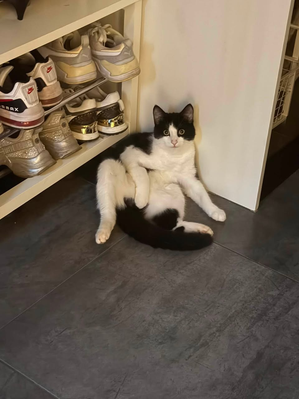 Lost cat