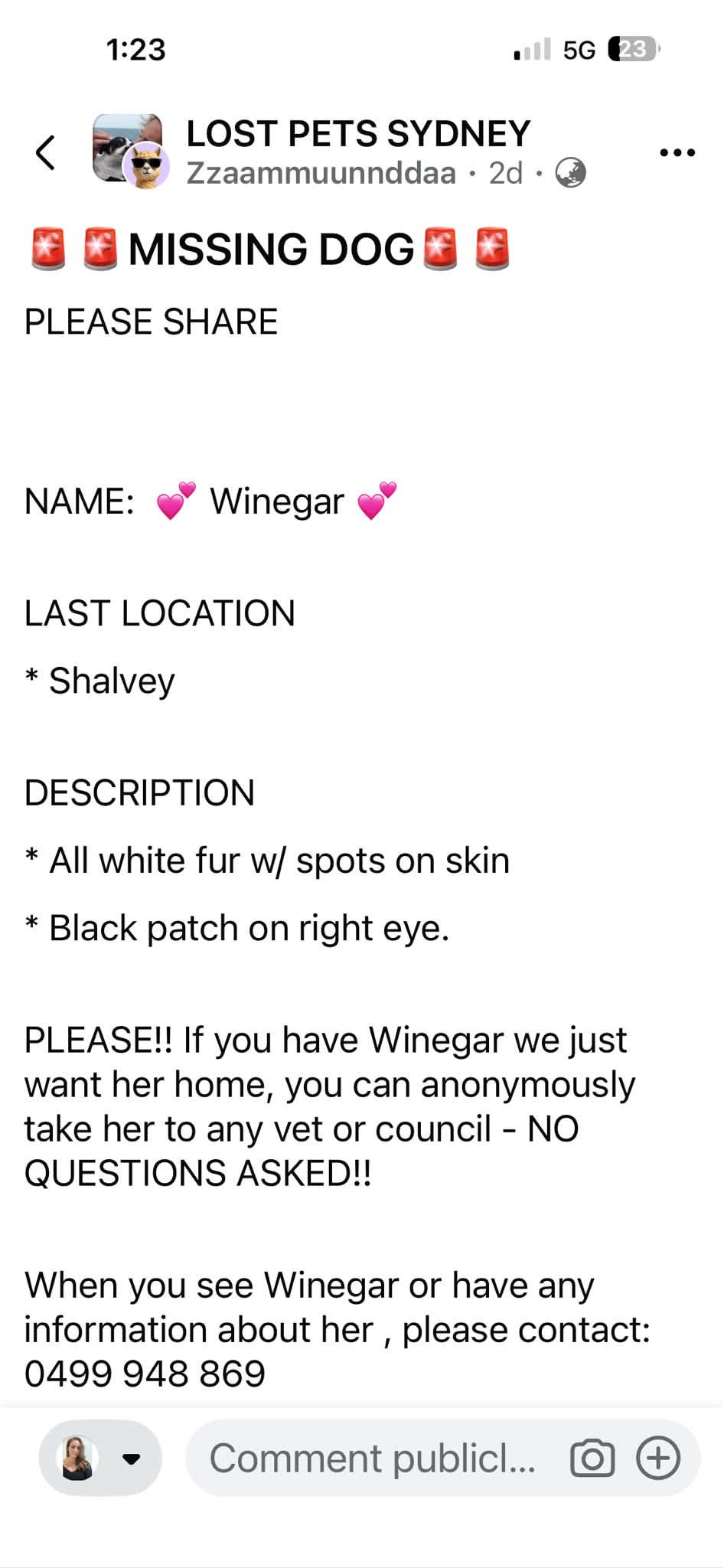 Lost Dog in Sydney