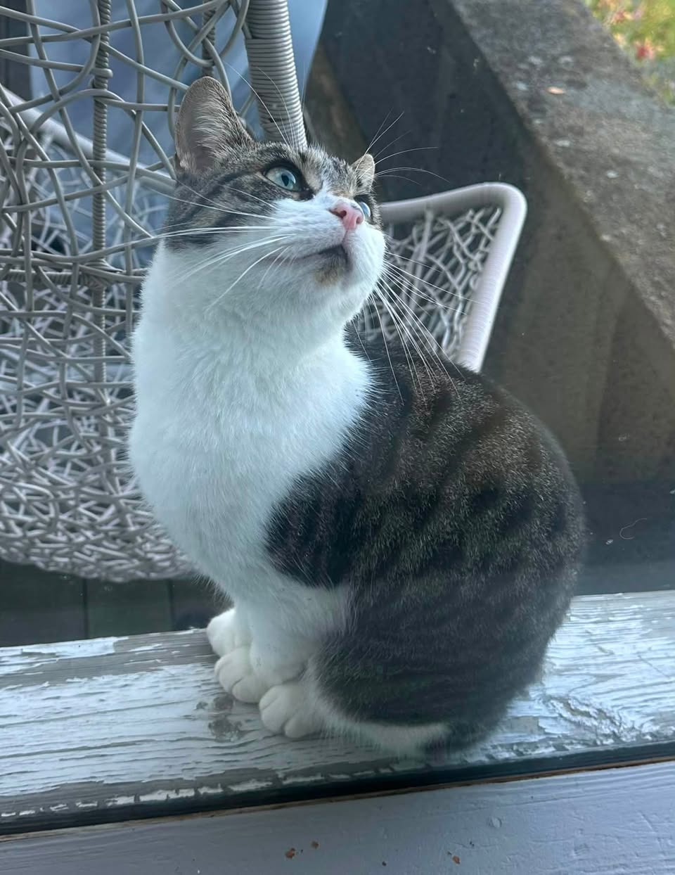 Found cat