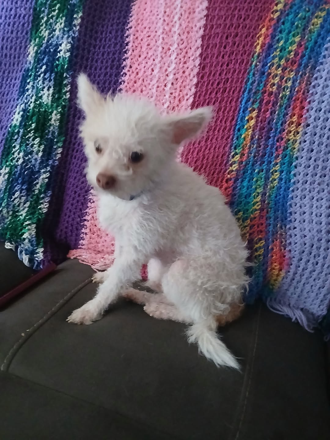 Lost Dog in Tucson