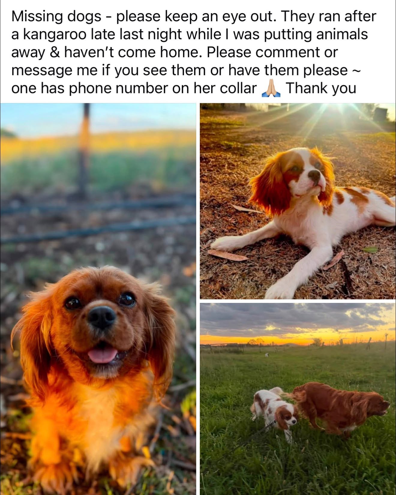 Lost Dog in Australia