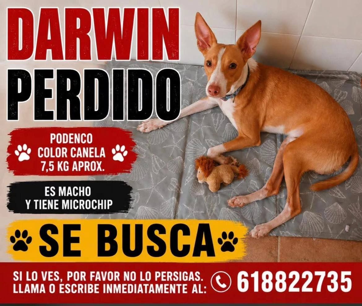 Lost Dog in Spain