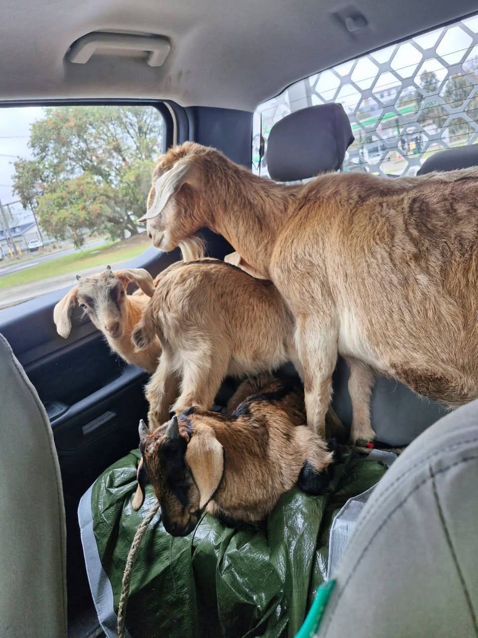 Found goat